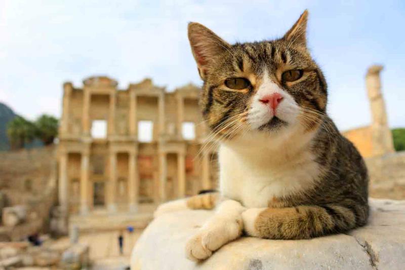 Cat sitting in front of the Celsus Library at Ephesus
